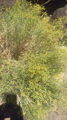 Gutierrezia microcephala, photograph author not stated, no rights reserved