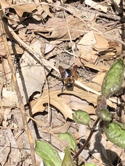 Xylocopa virginica