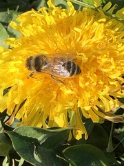 Apis mellifera