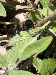 Xylocopa virginica