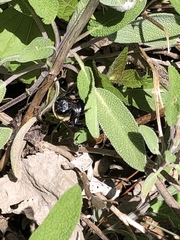 Xylocopa virginica