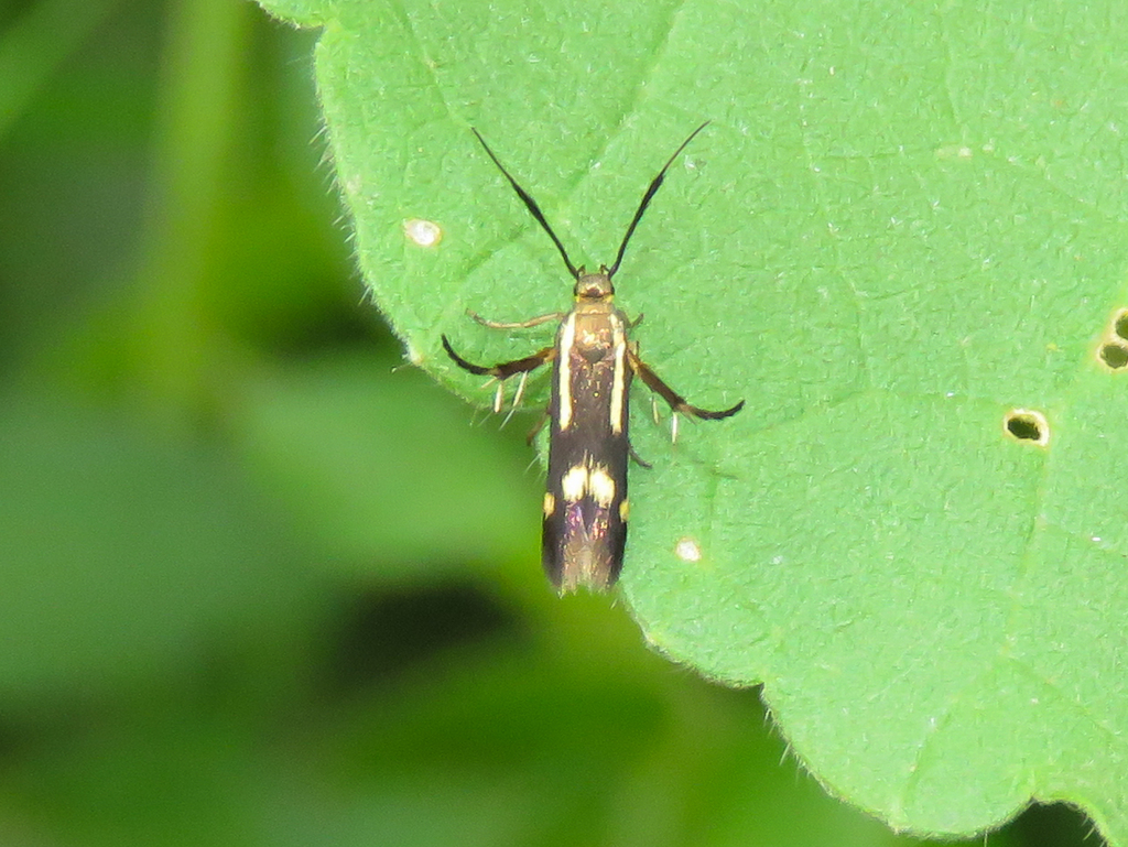 Eretmocera basistrigata