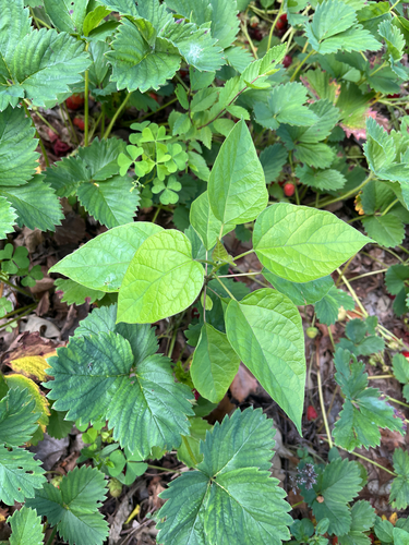 northern catalpa