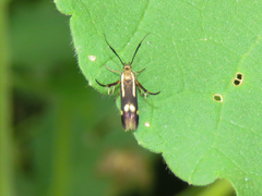 Eretmocera basistrigata