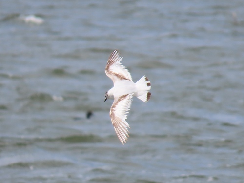 Mouette pygmée, jeune