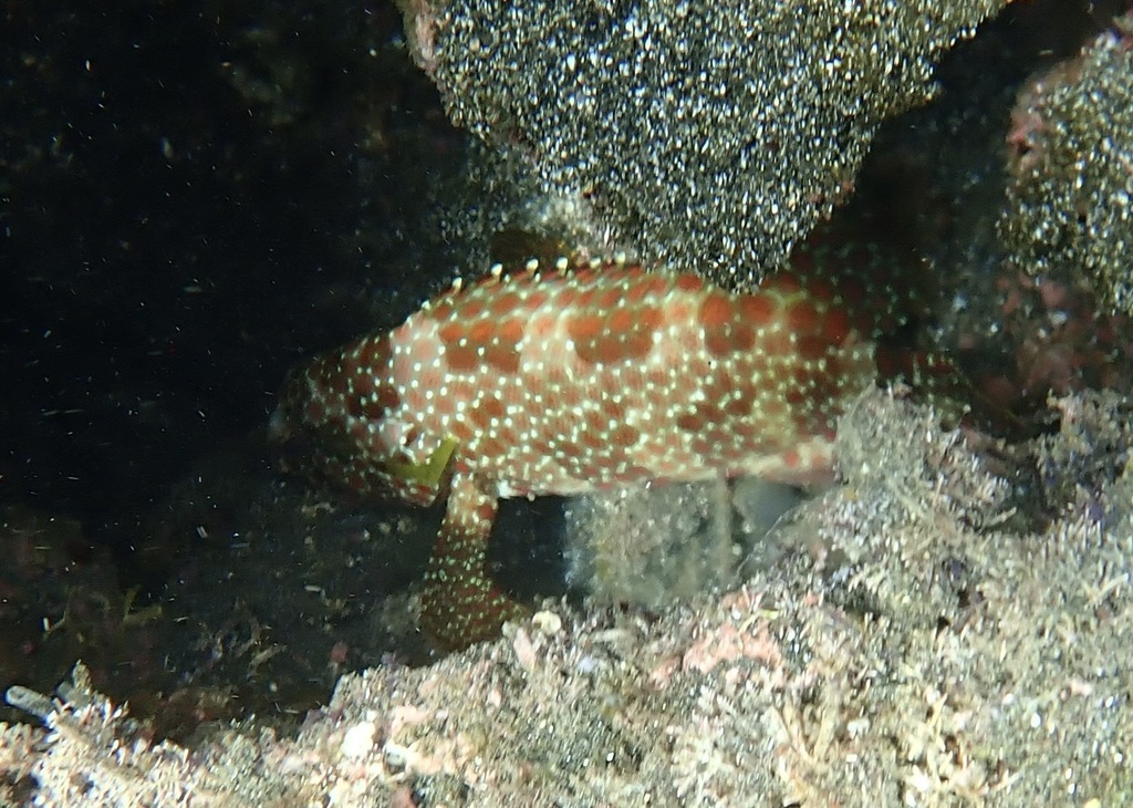 Starspotted grouper