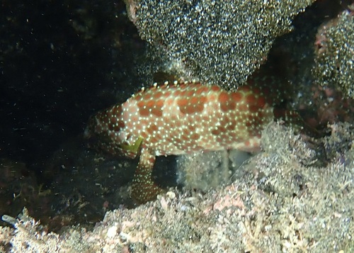 Starspotted grouper