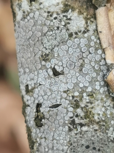 Kampuotoji lekanora nuotrauka