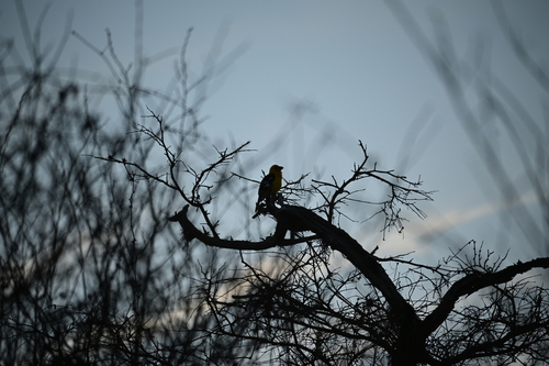 Yellow Grosbeak (Pheucticus chrysopeplus), photo 5
