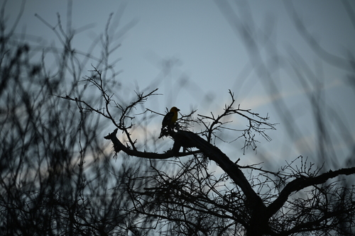 Yellow Grosbeak (Pheucticus chrysopeplus), photo 6