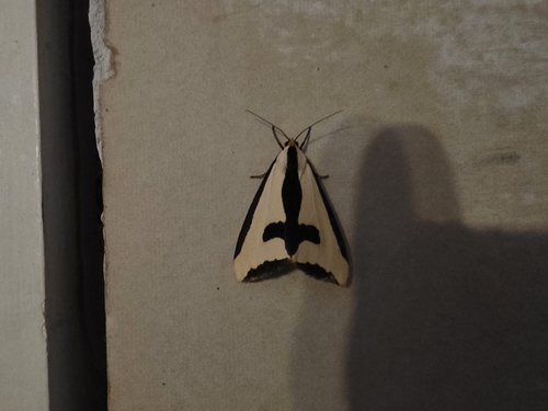 Clymene Moth