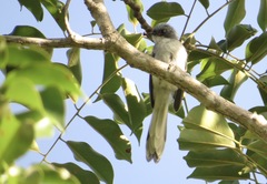 Elminia albicauda