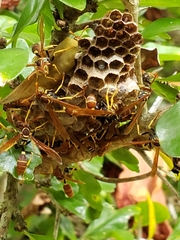 Mischocyttarus phthisicus