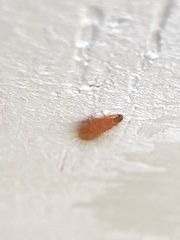 Pterygota