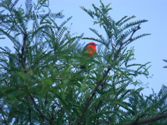 Pyrocephalus rubinus