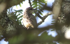 Monticola angolensis