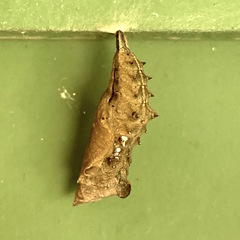 Polygonia interrogationis