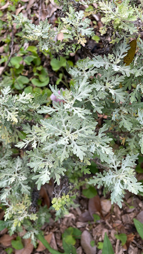 Artemisia australis observed 2026-06-14