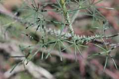 Coalisina angustifolia subsp. petersiana image