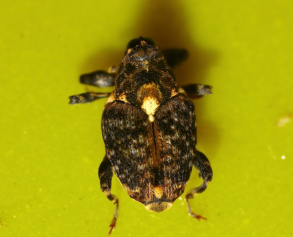Metialma