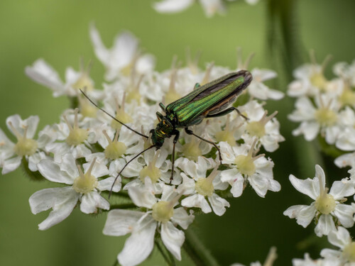 Thick-legged Flower Beetle
