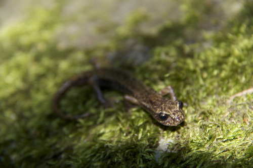 Speleomantes italicus