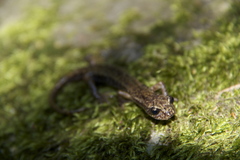 Speleomantes italicus