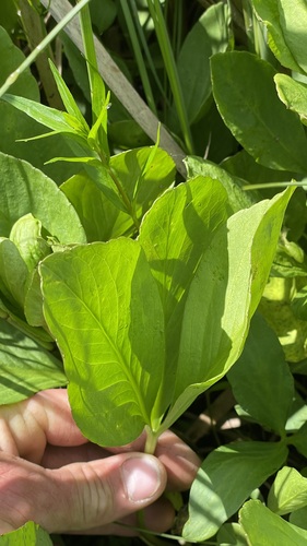 Bogbean