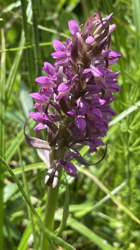 Early Marsh-orchid