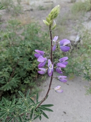 Lupinus rivularis