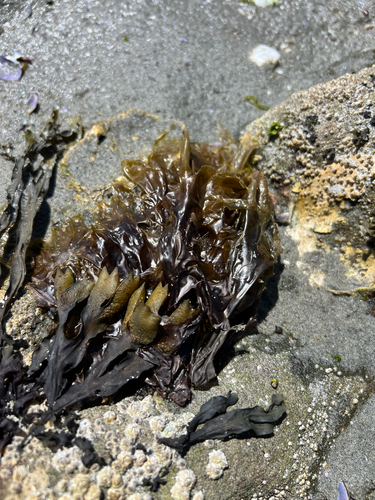 Pyropia perforata observed 2026-06-12