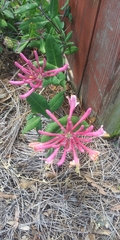 Lonicera sempervirens