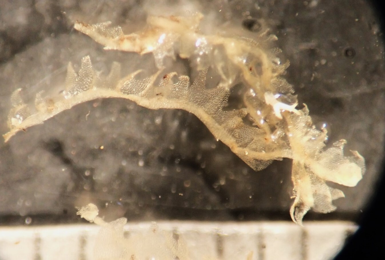 Protolophozia