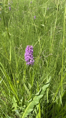 Baltic Marsh-orchid