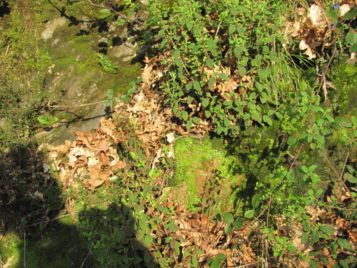 Cistus salviifolius