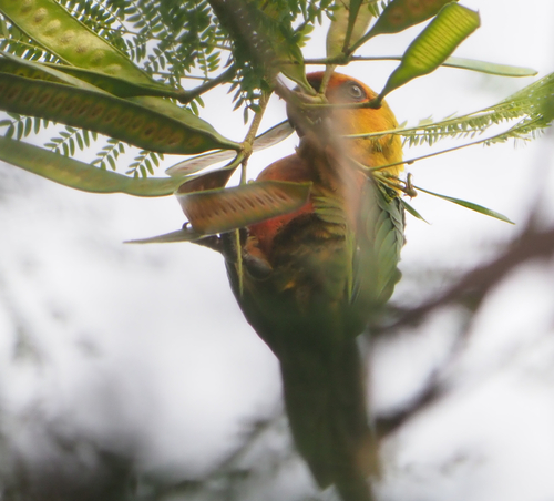 Jandaya Parakeet (Aratinga jandaya), photo 4