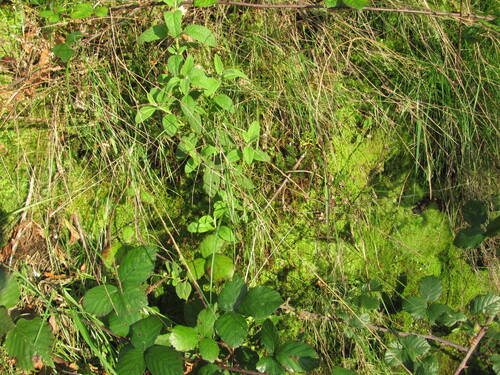 Cistus salviifolius