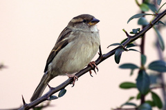 Passer domesticus