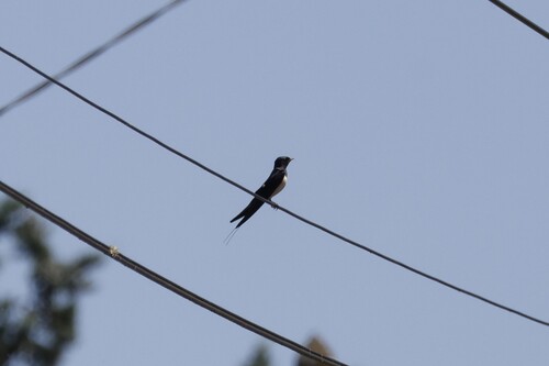 Barn Swallow