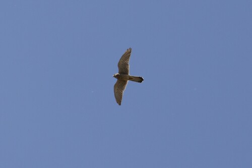 Eurasian Kestrel