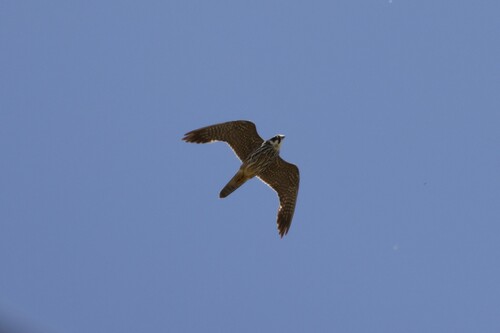Eurasian Hobby