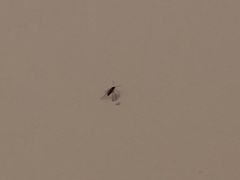 Sciaridae