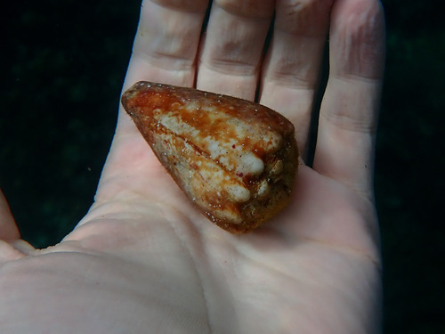 Conus brunneus observed 2026-06-13