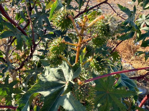 castor bean