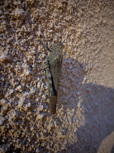 Egyptian Bird Grasshopper