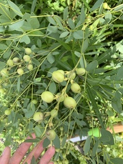 Baptisia sphaerocarpa
