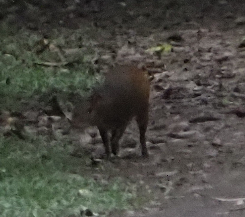 Red-rumped Agouti