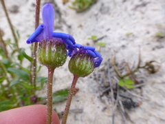Felicia heterophylla