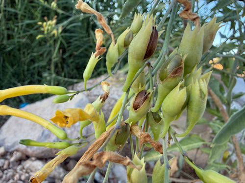 tree tobacco