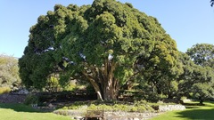 Ficus craterostoma